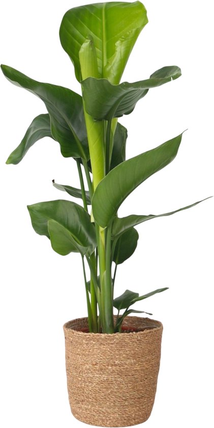 Strelitzia Nicolai – Paradijsvogel