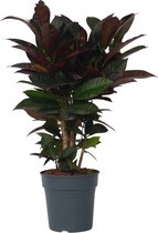 Plant in a Box - Codiaeum variegatum 'Mrs. Iceton' - Unieke kamerplant - Veranderd langzaam van kleur - Pot 19cm - Hoogte 60-70cm