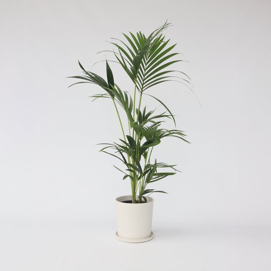 Plant in a Box - Howea Forsteriana - Kentia palm - Groene kamerplant - Pot 18cm - Hoogte 90-100cm
