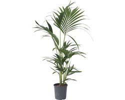 Plant in a Box - Howea Forsteriana - Kentia palm - Groene kamerplant - Pot 18cm - Hoogte 90-100cm