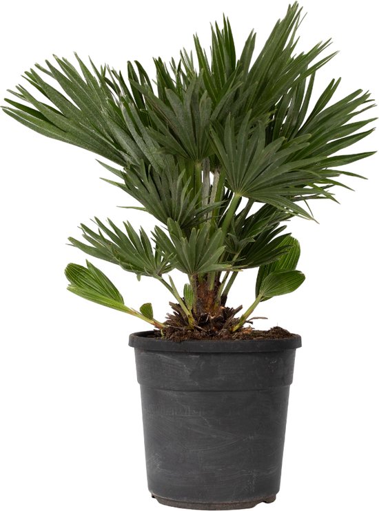 Groene Chamaerops 'Vulcano' dwergpalm in een zwarte pot.