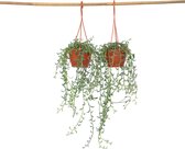 Plant in a Box - Senecio Peregrinus - Set de 2 Plantes Suspendues - Plante d'intérieur - Plante Dauphin - Pot 12cm - Hauteur 10-20cm