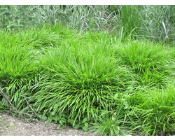 Hakonegras (Hakonechloa macra) - – Japans siergras - Grassen/kruiden - Groenblijvend - Vaste planten