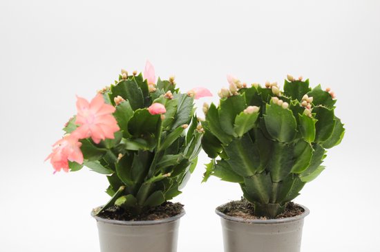 Ikhebeencactus | Schlumbergera lidcactus Oranje | Prachtige bloeiende cactus | Kerstcactus | set 2 stuks | 8.5 cm pot