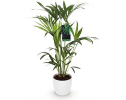 Grote Kentia Palm - Howea Forsteriana Kamerplant - Geschikt voor Weinig Onderhoud - Inclusief Witte Pot