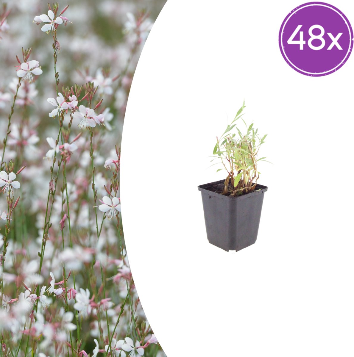 Tuinplantenshop.com | Gaura lindheimeri | 48 stuks - Ø9cm - 10-25cm hoog - Tuinplant