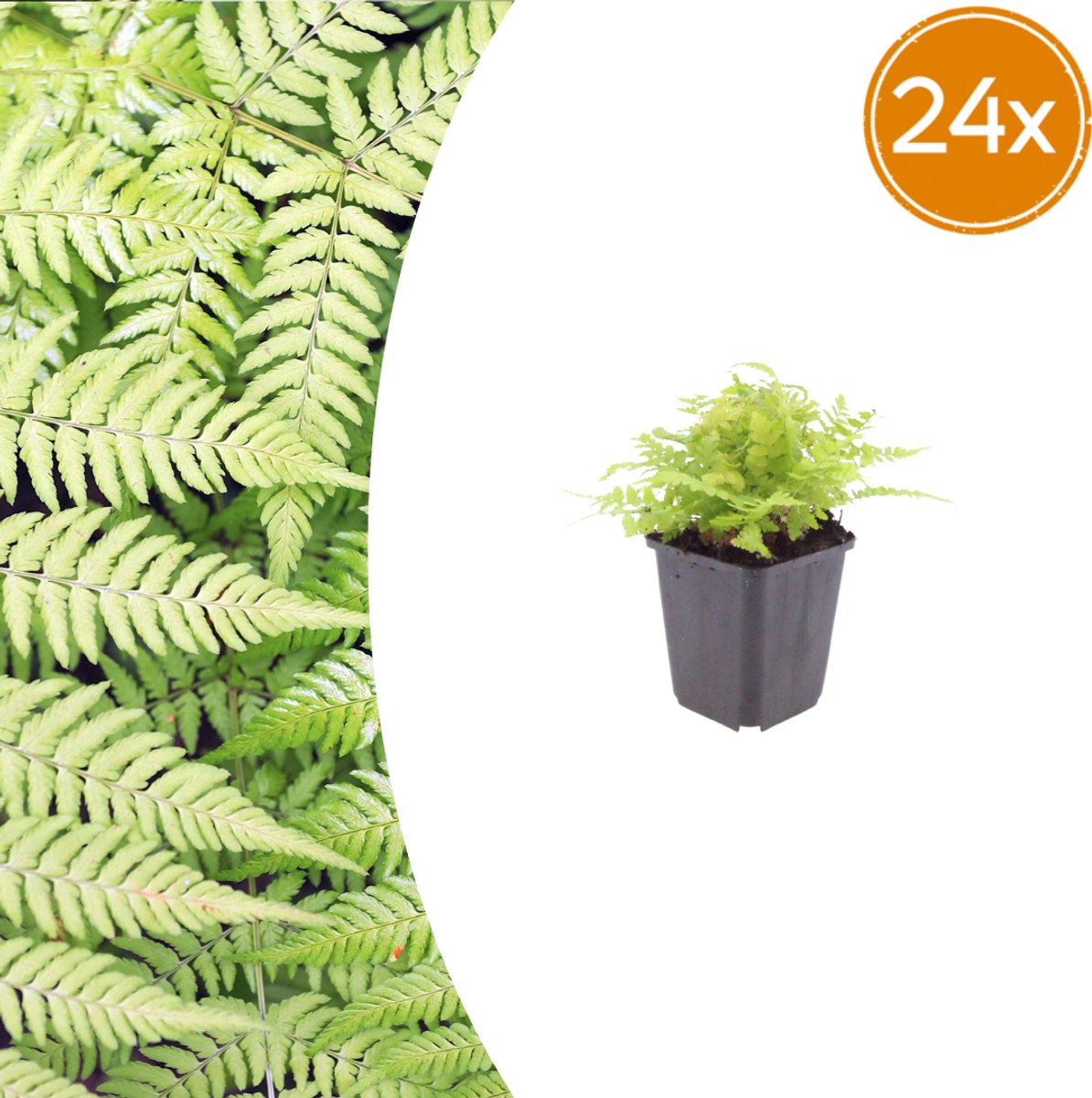 Tuinplantenshop.com | Dryopteris filix-mas | 24 stuks - Ø9cm - 10-25cm hoog - Tuinplant