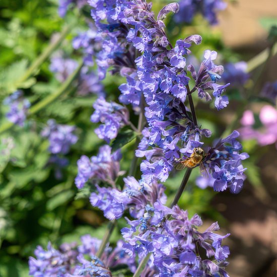 Tuinplantenshop.com | Nepeta ' Giant des Six Collines' | 6 pièces - Ø9cm - 10-25cm de haut - Plante de jardin
