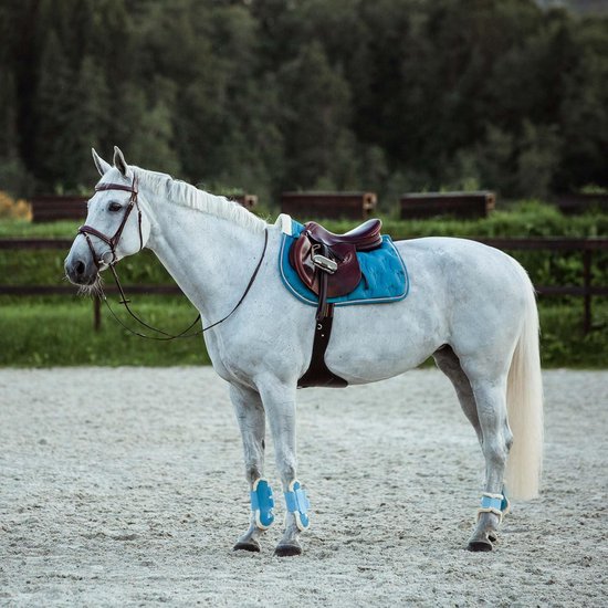 Hoofdstel met Teugels voor Paarden - Hoogwaardig Leer en Comfort Fit