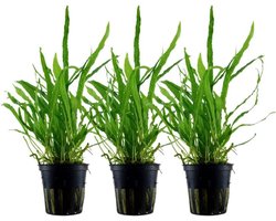 3 Stuks Java Varen 'Narrow' Aquariumplant - Gemakkelijke Waterplant voor Elk Aquarium