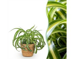 Green boutiQ - Kamerplant - Chlorophytum comosum Bonnie - Krullende Graslelie - Huisdiervriendelijke Plant - Groen - 1 Plant - met Mand - Pot 12cm - Hoogte 20cm
