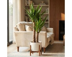 Green boutiQ - Kamerplant - Yucca - Yucca Elephantipes - Groen - Weinig onderhoud - 1 Plant - met Potter Wit - Pot 21cm - Hoogte 80 - 95cm