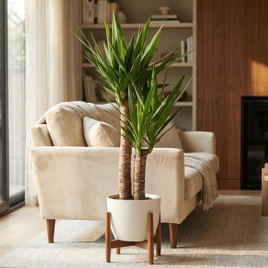 Yucca Elephantipes met twee stammen en groene bladeren in een witte pot op een houten standaard, in een woonkamer.
