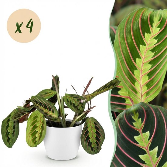 Green boutiQ - Kamerplant - Maranta Fascinator Tricolour - Gebedsplant -...