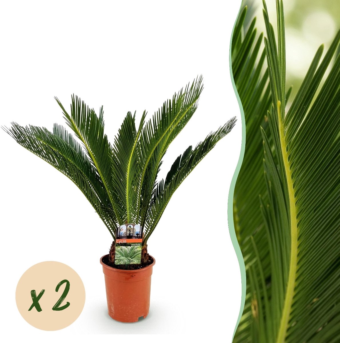 Green boutiQ - Kamerplant - Cycas revoluta - Palmvaren - Weinig onderhoud - Groen - 2 - Pot 17cm - Hoogte 55-65cm