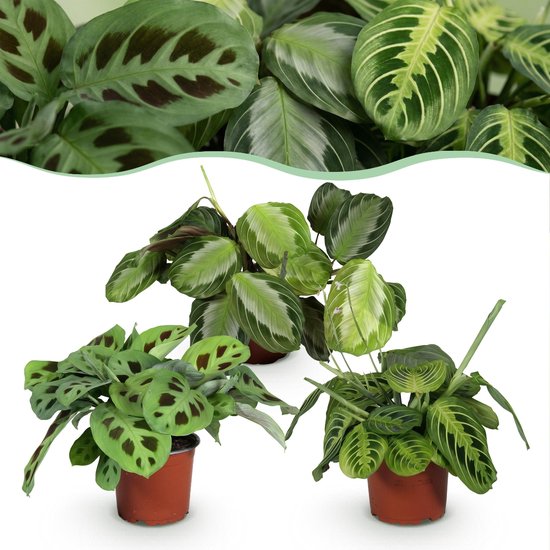 Green boutiQ - Kamerplant - Marantha Silverband, Marantha Lemon Lime Marantha Kerchoveana - Gebedsplant - Huisdiervriendelijke Plant - Groen - 3 Planten - Pot 12cm - Hoogte 25cm