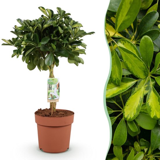 Green BoutiQ - Kamerplanten - Schefflera Gold Capelle - Vingerboom - Weinig onderhoud - Groen - 1 Plant - Pot 21cm - Hoogte 70-80cm