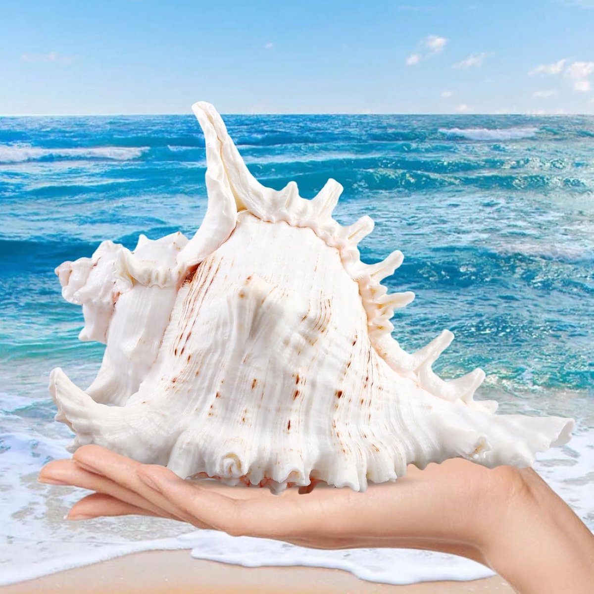 Large Natural Shells for Crafts, Shells Decoration for Wedding Decoration, Aquarium, Home Decoration, 14-16 cm, DIY Crafts, Marine Decoration, Shells, Large Shells
