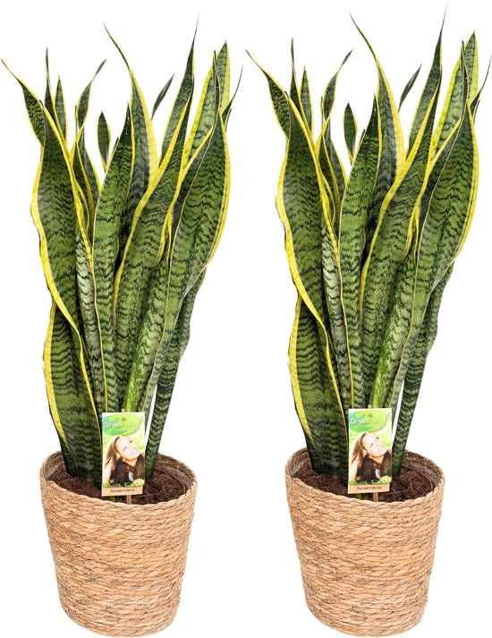 2 x Sansevieria Laurentii with Natural Basket, pot maat Ø21, 85-100cm hoogte, siermand, air purifying, luchtzuiverend, geweldig cadeau idee, snake plant, kamerplanten, easy to care for