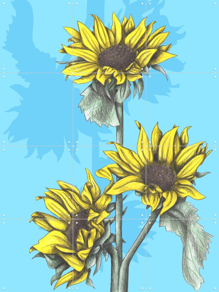 IXXI Sunflowers, Cecilia Battaini - 60 x 80 cm - Gratis ophangtool - Grote wanddecoratie en posters - Illustraties, Digitale Kunst, Tekeningen, Gang