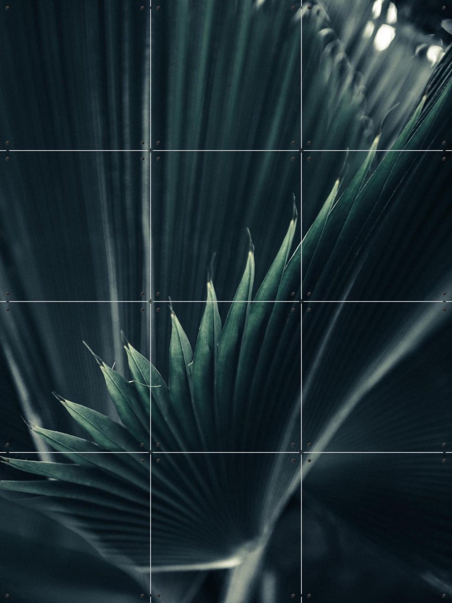 IXXI Palm Shade 1, Chris Abatzis - 60 x 80 cm - Gratis ophangtool - Grote wanddecoratie en posters - Fotografie, Woonkamer, Slaapkamer, Planten