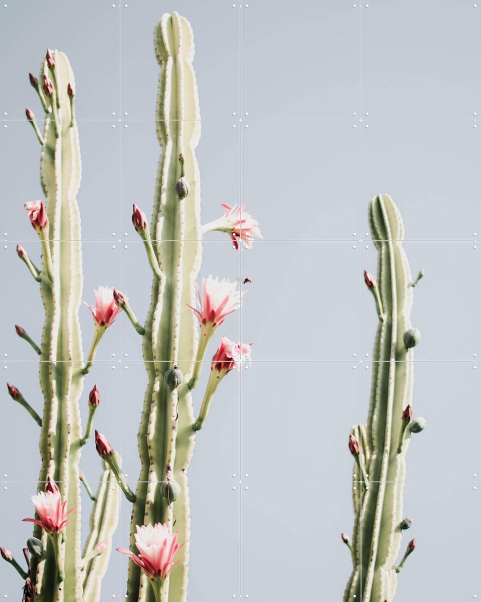 IXXI Cerus Cactus Flowers, Ingrid Beddoes - 80 x 100 cm - Gratis ophangtool - Grote wanddecoratie en posters - Fotografie, Woonkamer, Slaapkamer