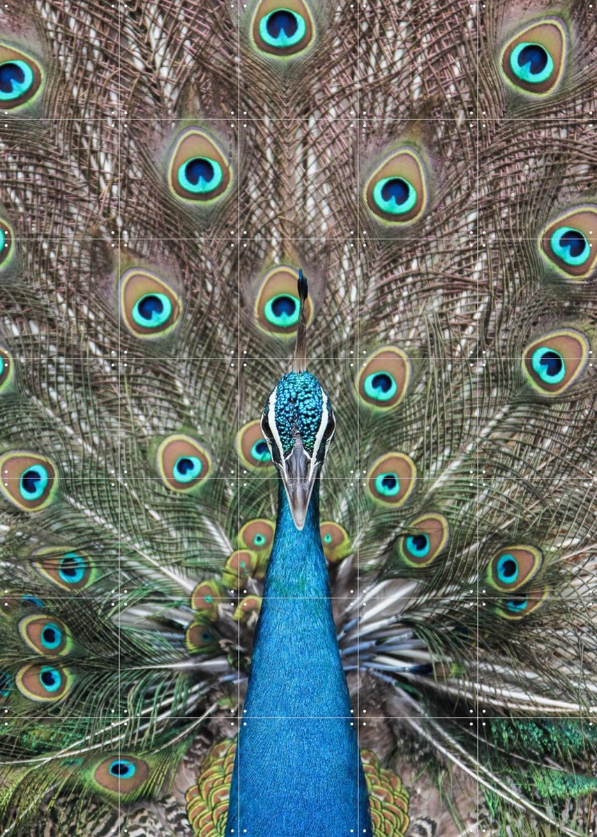 IXXI Peacock in India, Photolovers - 100 x 140 cm - Gratis ophangtool - Grote wanddecoratie en posters - Fotografie, Kleurrijk, Slaapkamer, Woonkamer