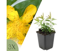 NatureNest | Sint-Janskruid plantenset (3 stuks) | Hypericum calycinum | Winterharde bodembedekker voor tuin en border