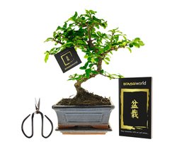 vdvelde.com - Bonsai boom S-vormig ca. 8 jaar - Compleetset met Japans keramieken pot, schaaltje, bonsaischaar en verzorgingsboekje - Indoor kamerplant - Cadeau set