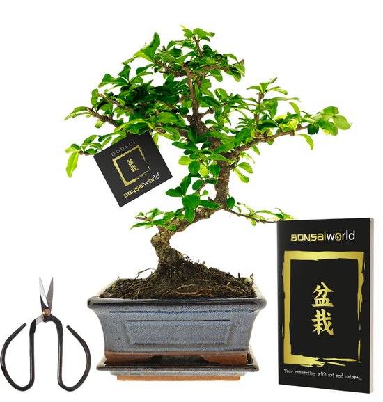 vdvelde.com - Bonsai boom S-vormig ca. 8 jaar - Compleetset met Japans keramieken pot, schaaltje, bonsaischaar en verzorgingsboekje - Indoor kamerplant - Cadeau set