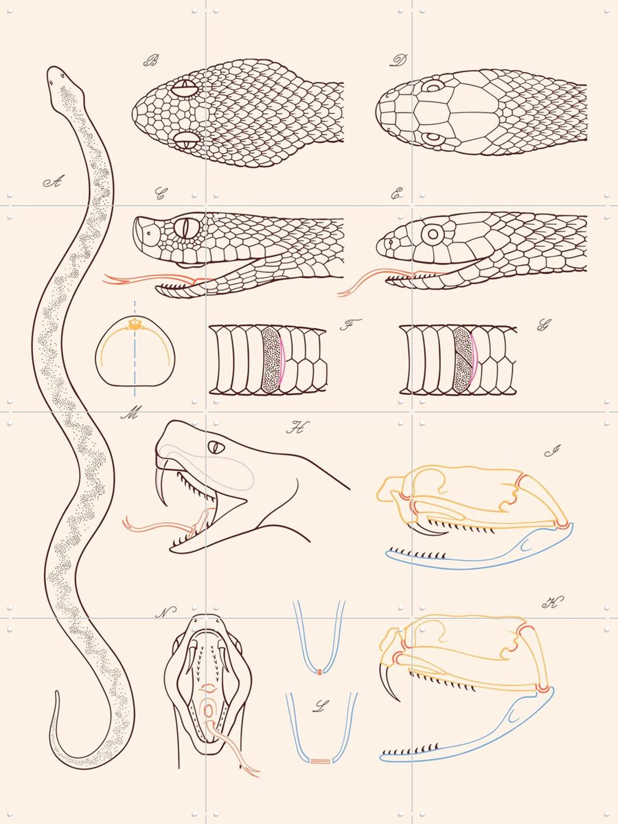IXXI Serpent - Anatomie, Aster Edition - 60 x 80 cm - Gratis ophangtool - Grote wanddecoratie en posters - Line art, Technische Tekening