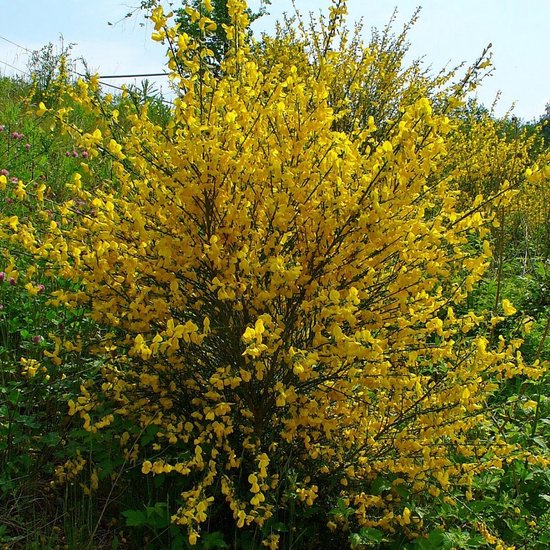 4 x Cytisus scoparius - Brem in C2(liter) pot met hoogte 20-40cm