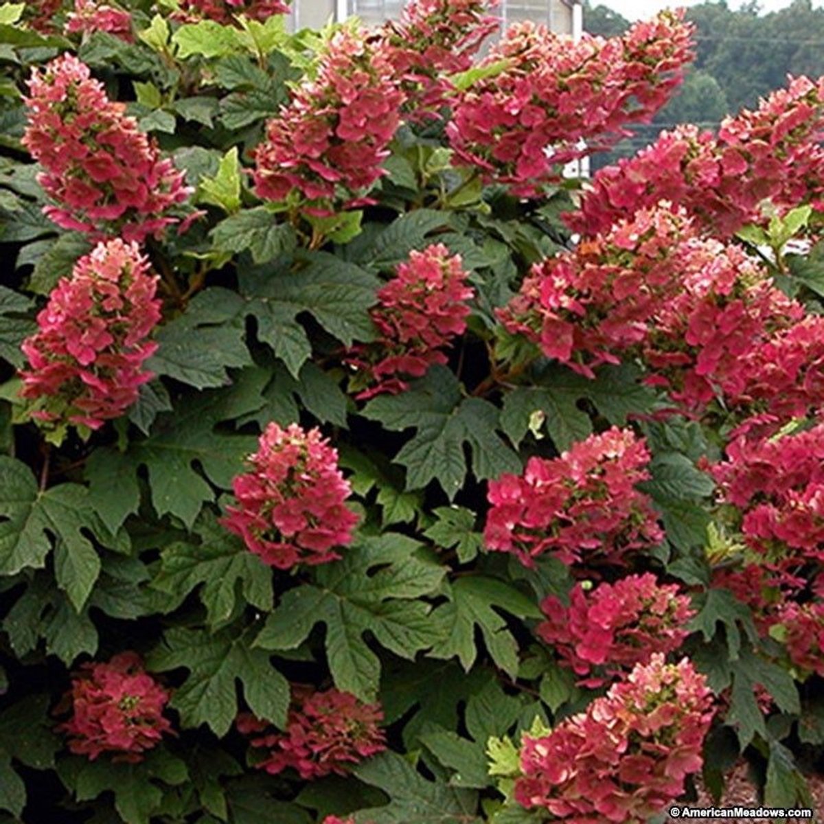 8 x Hydrangea quercifolia 'Ruby Slippers' C2.5 - Eikenbladhortensia in C2.5 (liter) pot met hoogte 30-40cm