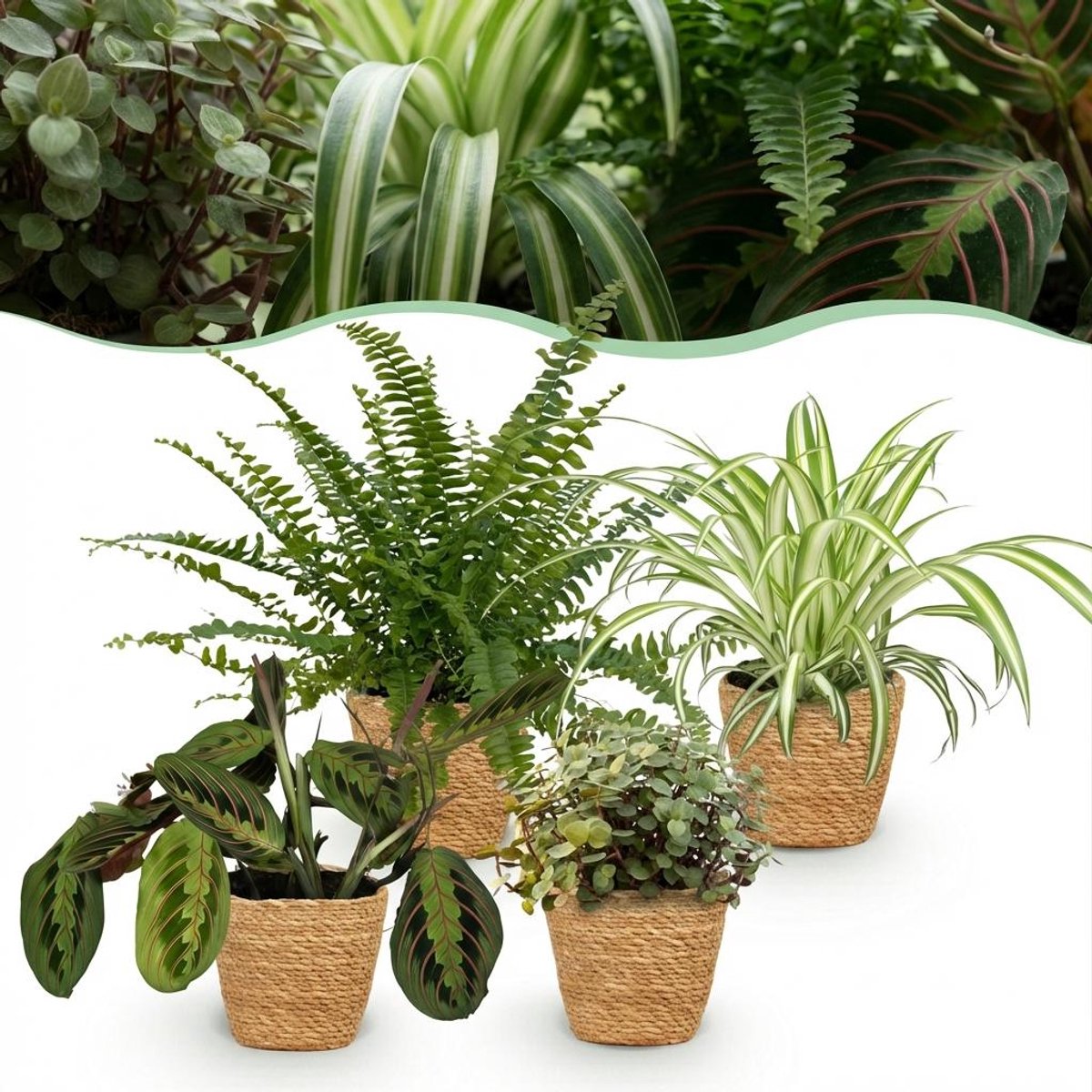 Plantenboetiek.nl | Chlorophytum - Maranta - Calissia - Nephrolepsis - Mix van 4 - Huisdiervriendelijke Planten - Groen - 4 Planten - met Mand - Ø12cm - 25cm hoog - Kamerplant - Arrangement - Plant met pot