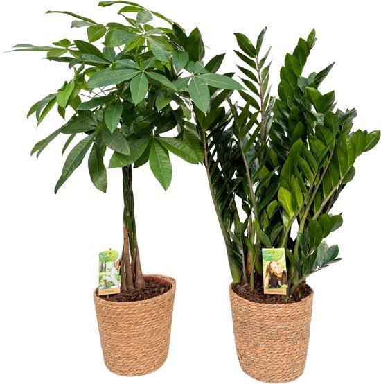 Pachira ( Money Tree ) & Zamioculcas Zamiifolia with Natural Basket, pot maat Ø21, 85-100cm hoogte, siermand, air purifying, kamerplanten, Inclusief mand, easy to care for, echte planten, geweldig cadeau-idee, great gift idea