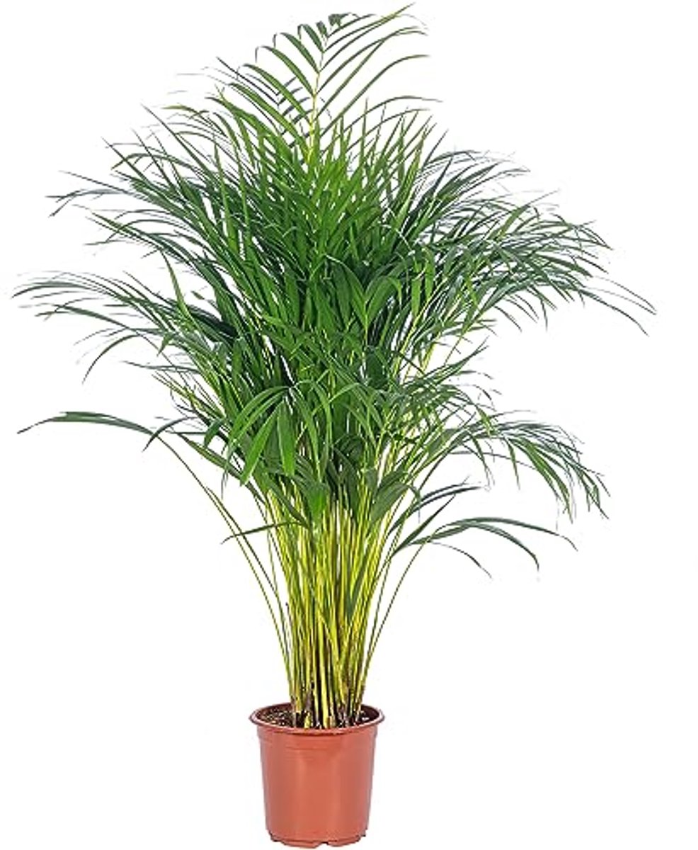 Onderhoudsarme Goudfruitpalm - Tropische Kamerplant Hoogte 100 cm