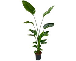 Everspring - Strelitzia Nicolai - 170 cm - ⌀30 - Paradijsvogelplant - Grote Kamerplanten - Gemakkelijk te Verzorgen