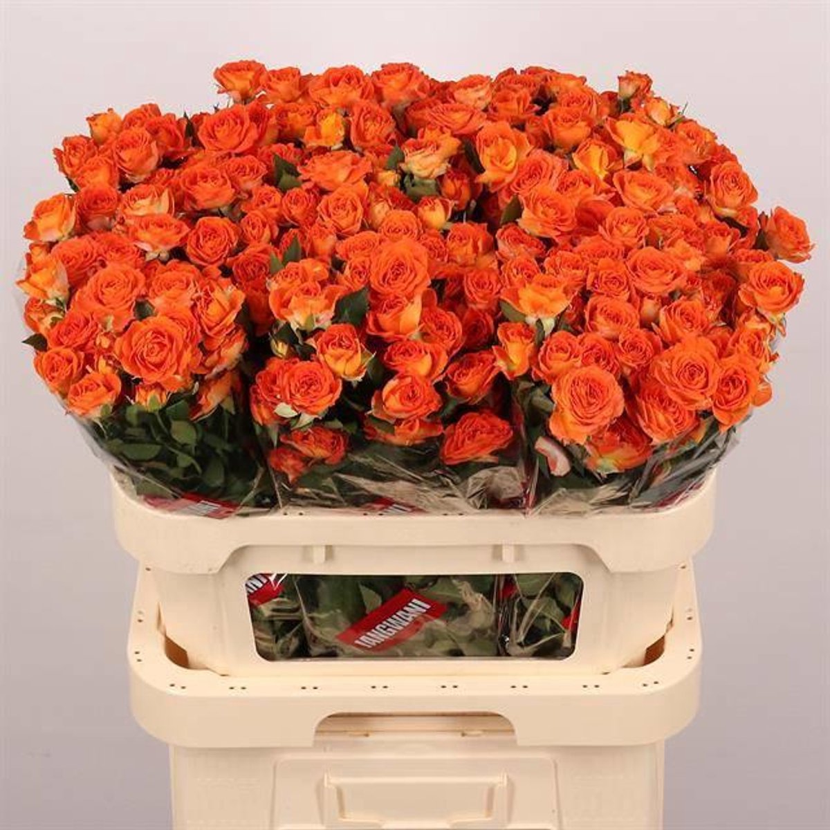 10x Rosa tr. ariya 80cm