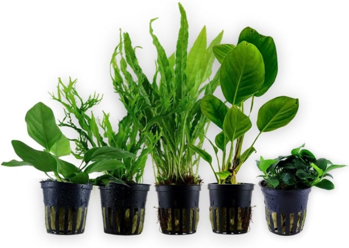 AquaOne Aquariumplanten I De 5 eenvoudigste waterplanten voor beginners! I Aquariumplanten voor beginners I Langzaam groeiende Anubias Microsorum I Basisstarterset