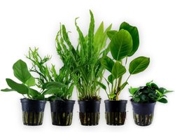 AquaOne Aquariumplanten I De 5 eenvoudigste waterplanten voor beginners! I Aquariumplanten voor beginners I Langzaam groeiende Anubias Microsorum I Basisstarterset