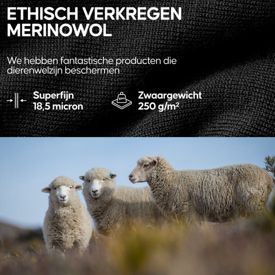 Ethisch verkregen merinowol, superfijn 18,5 micron, zwaargewicht 250 g/m². Drie schapen in de vrije natuur.