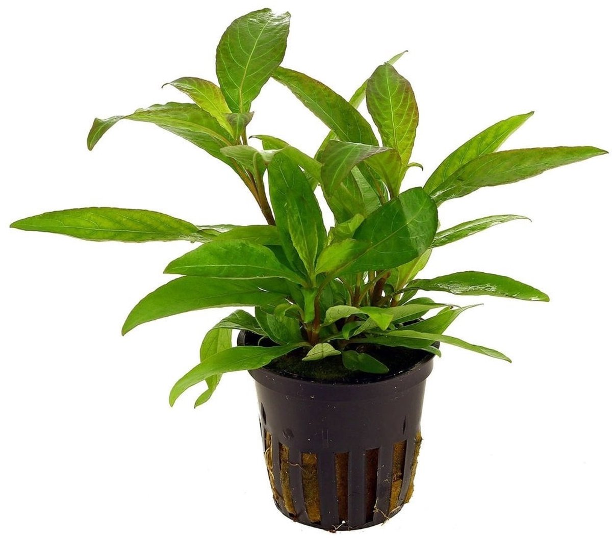 Aquaflora Hygrophila Siamensis | in 5 cm pot
