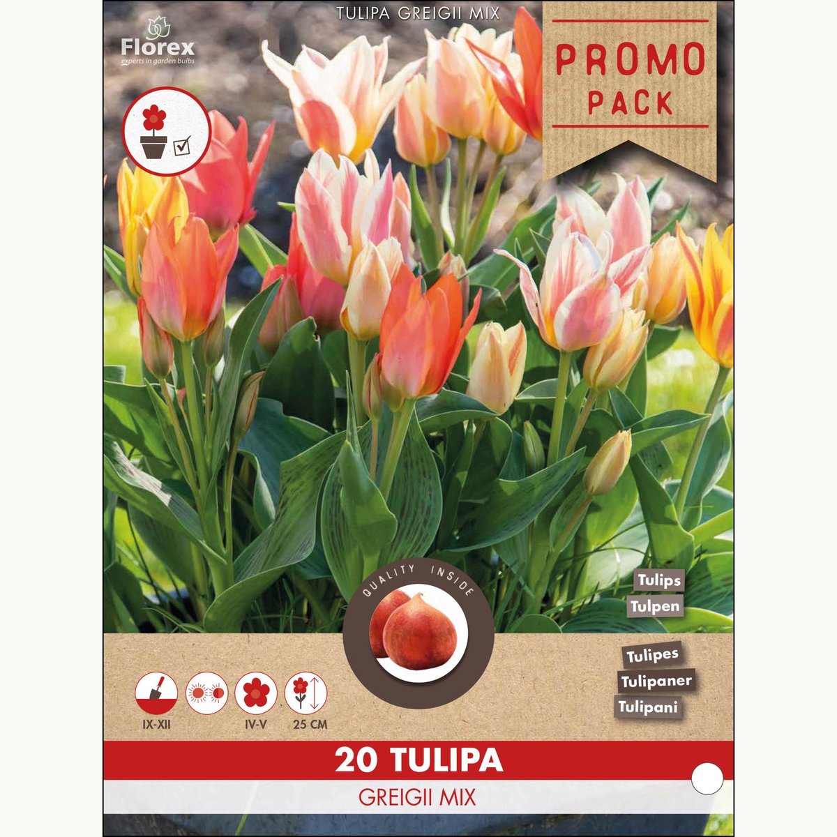 Tulp (Tulipa) - en Greigii Mix - Snijbloemen - Voorjaarsbollen - bloeit in April / Mei / Juni