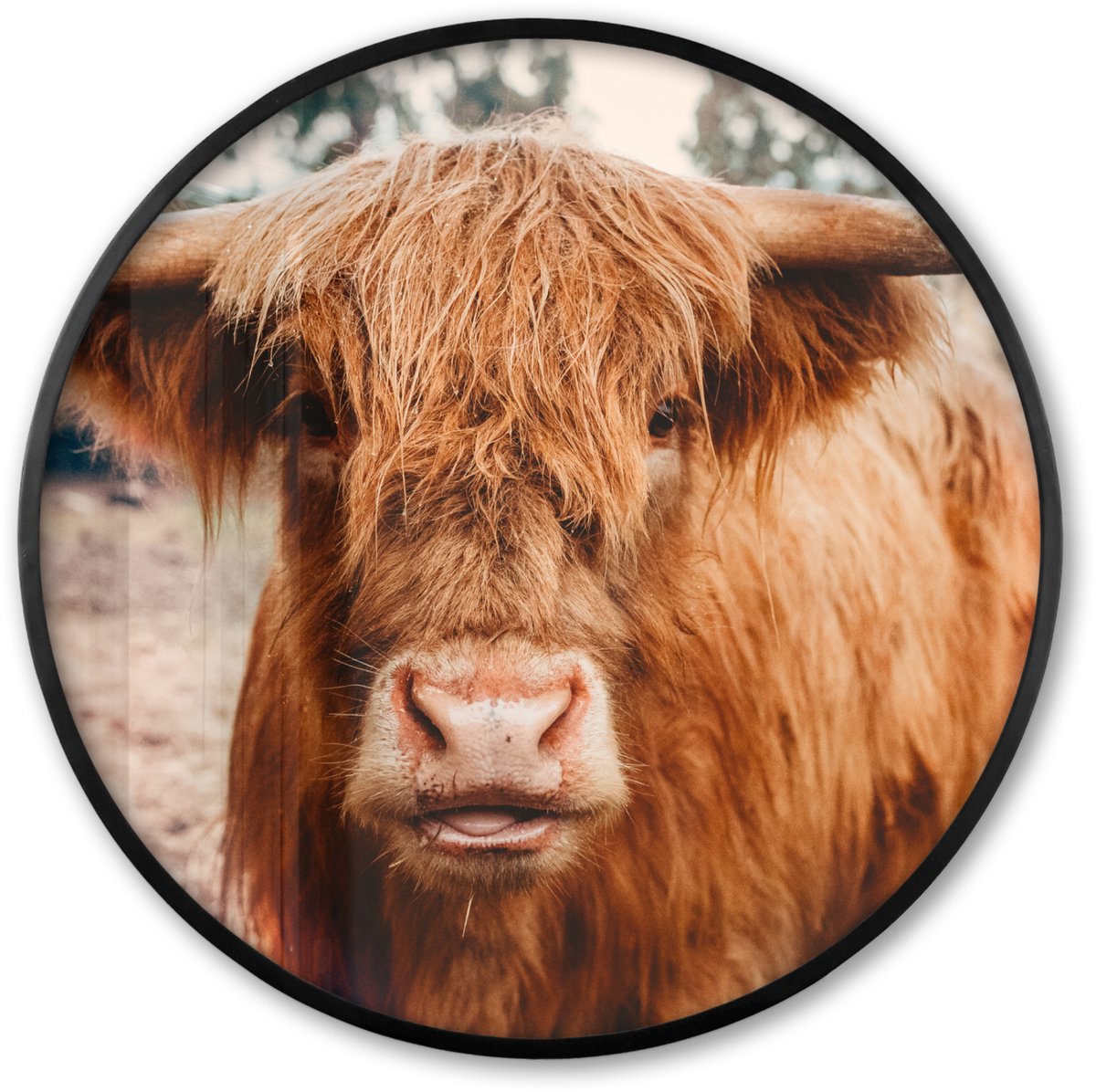 FrameYourWall Poster in lijst Rond - Fotolijst 80x80 cm - Posters - Koe- Schotse hooglander - Hoorns - Bruin - Landschap - Ronde posterlijst zwart - Decoratie - Wanddecoratie woonkamer - Muurdecoratie slaapkamer Schotse hooglander - Close up