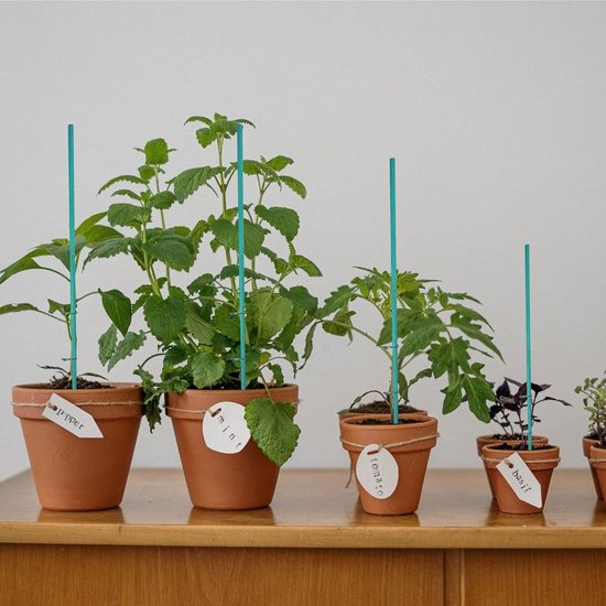 Vier terracotta potten met planten en plantlabels, ondersteund door groene stokken.