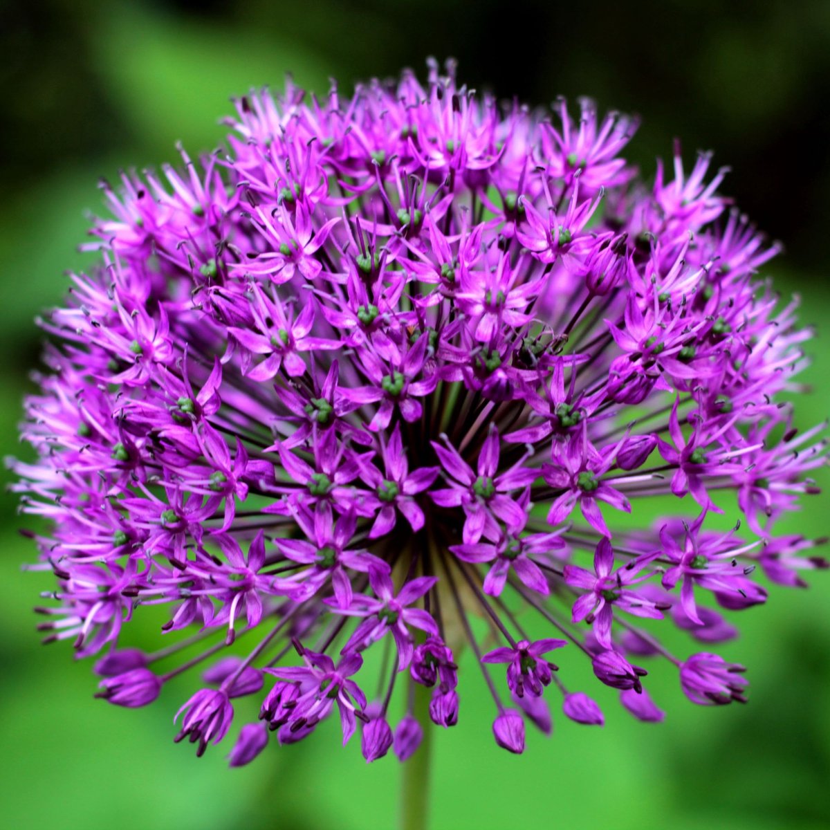 Sierui (Allium) - Purple Sensation - Bio Flower Bulbs - Bijen-Vlinders - Snijbloemen - Biologische-Ecologische bollen - Voorjaarsbollen