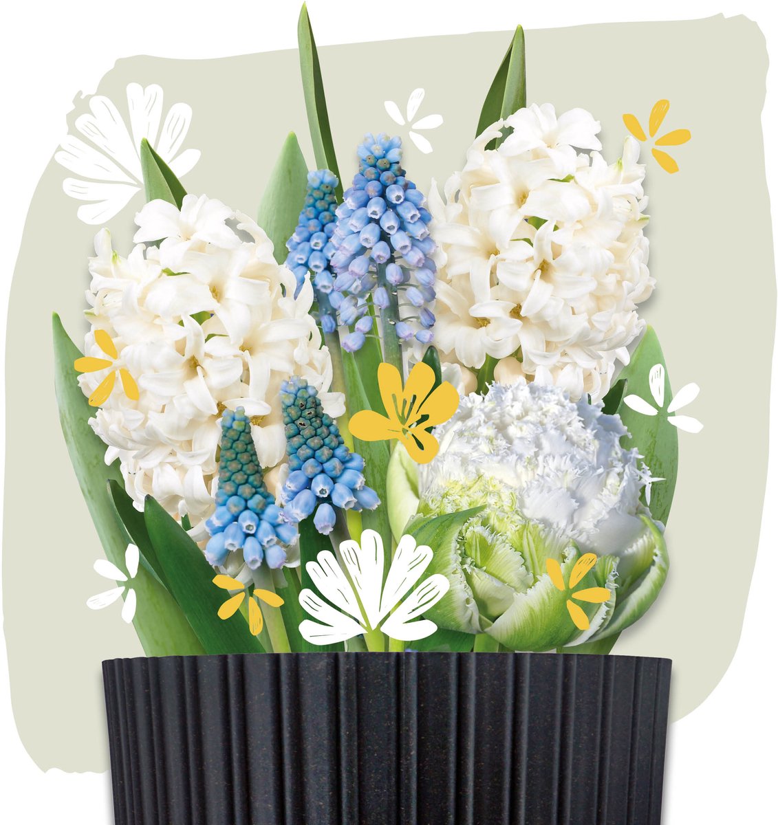 Plant Magic Grow Kit White | Pot met bloembollen en potgrond | Bulbious