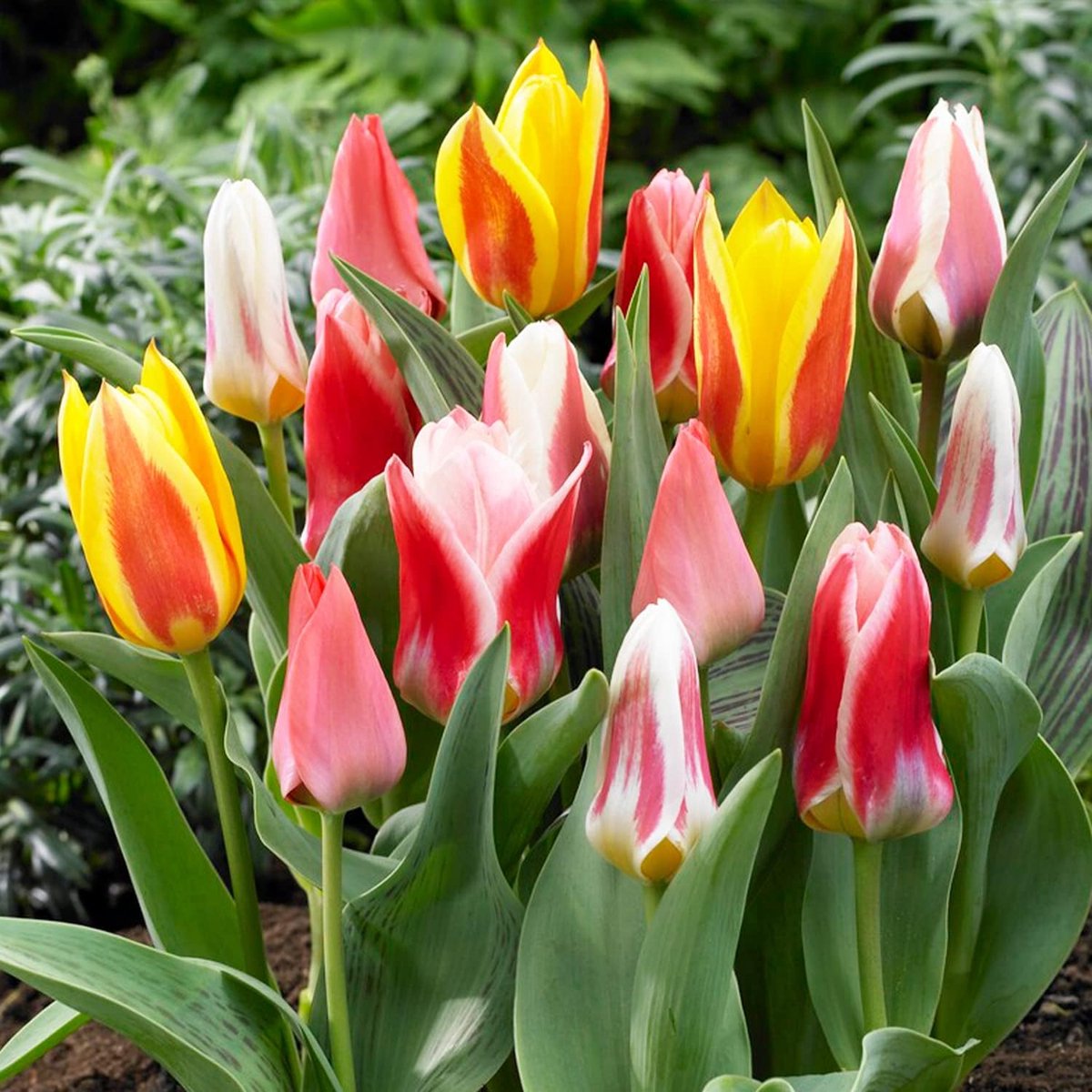 Tulpen Bloembollen Winterhard - Greigii/Kaufmaniana - 25 stuks - Meerkleurig - Bloem Bollen Mix - Tulpenbollen Meerjarig
