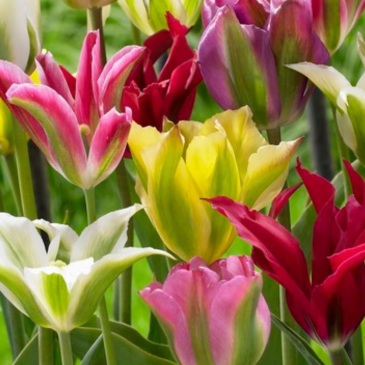 Tulpen Bloembollen Winterhard - Viridiflora - 25 stuks - Meerkleurig - Bloem Bollen Mix - Tulpenbollen Meerjarig