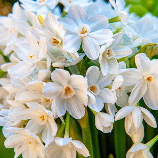 Bulbes de jonquilles hollandais - Paperwhiter - Bulbes de fleurs - 25 pièces - Wit - Bulbes à Bloem - Fleurs de Pâques
